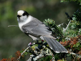 Фото Gray jay