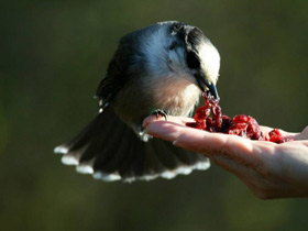 Фото Gray jay