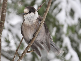 Фото Gray jay