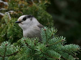 Фото Gray jay