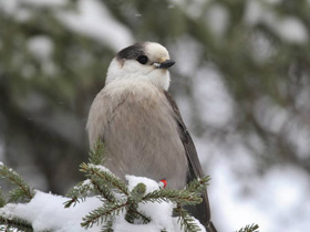 Фото Gray jay
