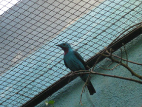 Фото Spangled cotinga