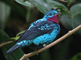 Фото Spangled cotinga