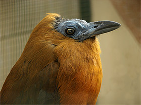 Фото Capuchinbird
