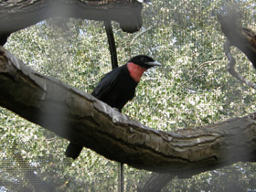 Фото Purple-Throated fruitcrow