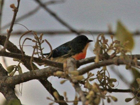 Фото Fire-breasted flowerpecker