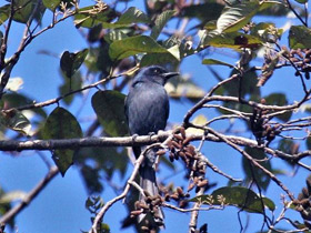 Фото Bronzed Drongo