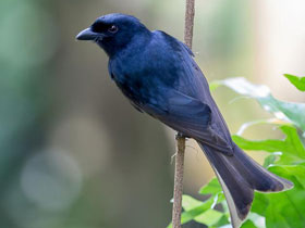 Фото Drongo de la Gran Comora