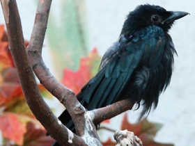 Фото Black Drongo