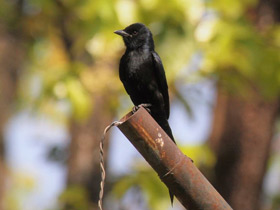 Фото Black Drongo