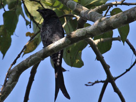 Фото Black Drongo