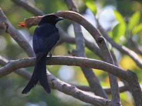 Фото Black Drongo