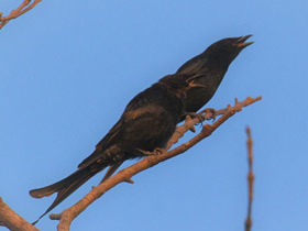 Фото Black Drongo