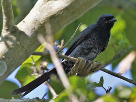 Фото Black Drongo