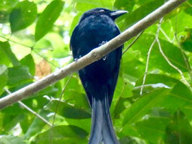 Фото Mayotte drongo