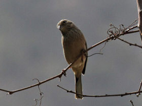 Фото Grey-Necked bunting