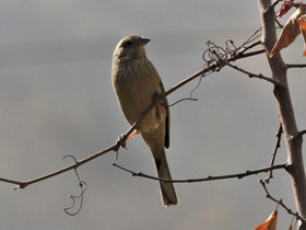 Фото Grey-Necked bunting