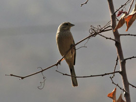 Фото Grey-Necked bunting