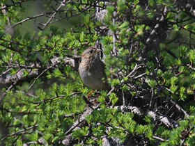 Фото Lincoln's Sparrow