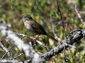 Фото Lincoln's Sparrow