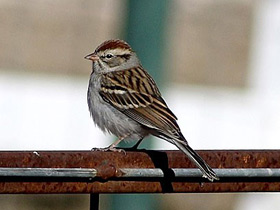 Фото Chipping sparrow