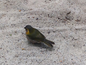 Фото Cuban grassquit