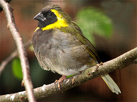 Фото Cuban grassquit