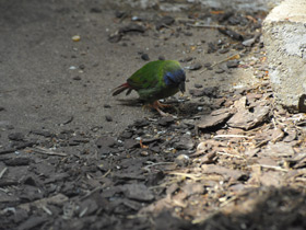 Фото Blue-Faced parrotfinch