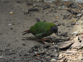 Фото Blue-Faced parrotfinch