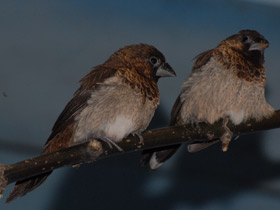 Фото Bengalese finches
