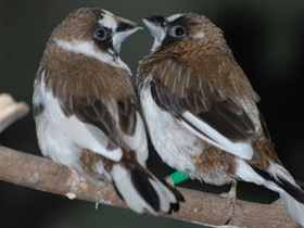 Фото Bengalese finches