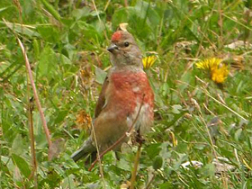 Фото Common linnet