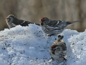 Фото Common redpoll