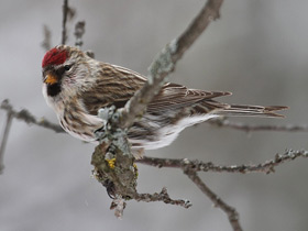 Фото Common redpoll