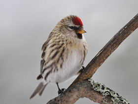 Фото Common redpoll