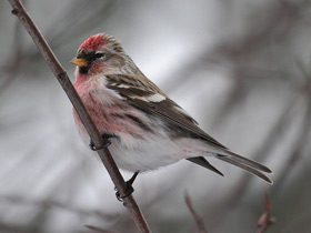 Фото Common redpoll