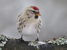 Фото Common redpoll