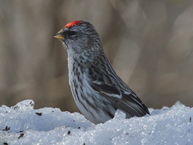 Фото Common redpoll