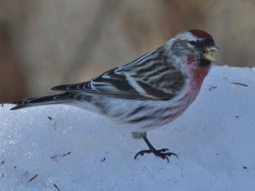 Фото Common redpoll