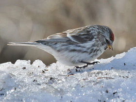 Фото Common redpoll