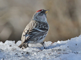 Фото Common redpoll