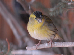 Фото Eurasian siskin