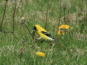 Фото American Goldfinch