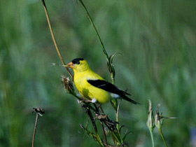 Фото American Goldfinch