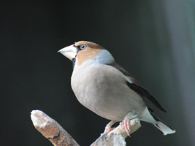 Фото Hawfinch