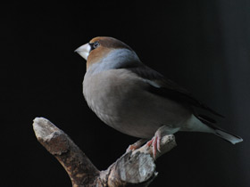 Фото Hawfinch