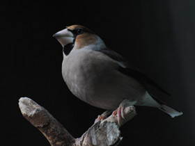 Фото Hawfinch