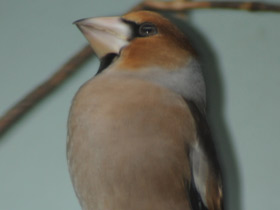 Фото Hawfinch