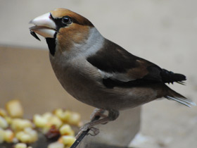 Фото Hawfinch