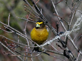 Фото Evening Grosbeak